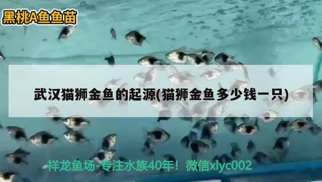 武汉猫狮金鱼的起源(猫狮金鱼多少钱一只) 观赏鱼