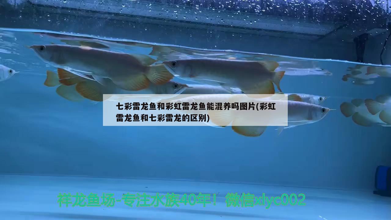 七彩雷龙鱼和彩虹雷龙鱼能混养吗图片(彩虹雷龙鱼和七彩雷龙的区别)