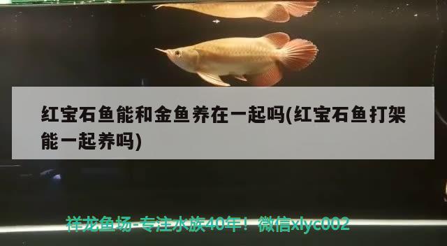 红宝石鱼能和金鱼养在一起吗(红宝石鱼打架能一起养吗) 观赏鱼