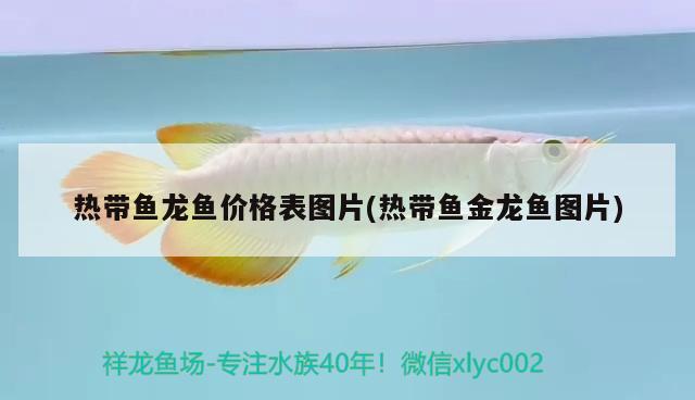 热带鱼龙鱼价格表图片(热带鱼金龙鱼图片)