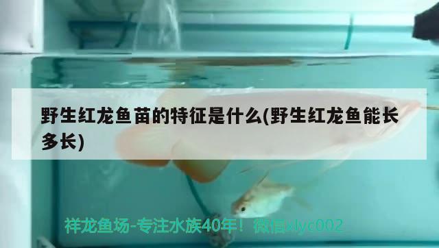 野生红龙鱼苗的特征是什么(野生红龙鱼能长多长) 红龙福龙鱼