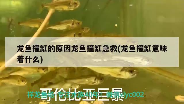 龙鱼撞缸的原因龙鱼撞缸急救(龙鱼撞缸意味着什么) 红勾银版鱼