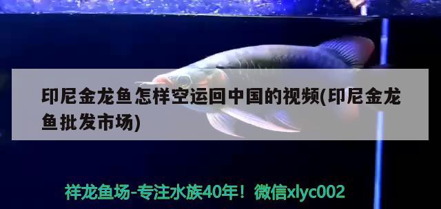 印尼金龙鱼怎样空运回中国的视频(印尼金龙鱼批发市场)