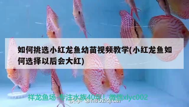 如何挑选小红龙鱼幼苗视频教学(小红龙鱼如何选择以后会大红) 白子黄化银龙鱼