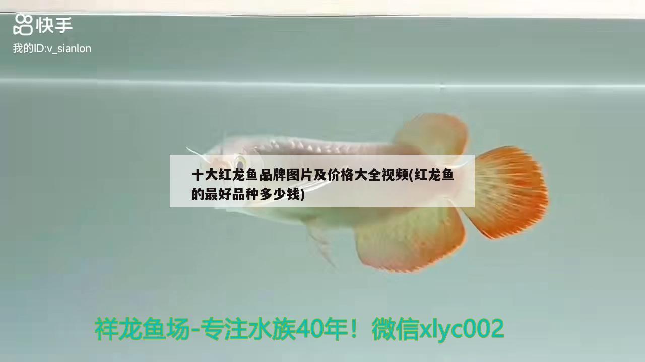 十大红龙鱼品牌图片及价格大全视频(红龙鱼的最好品种多少钱)