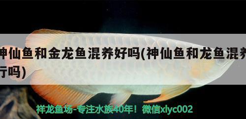 神仙鱼和金龙鱼混养好吗(神仙鱼和龙鱼混养行吗) 广州观赏鱼批发市场