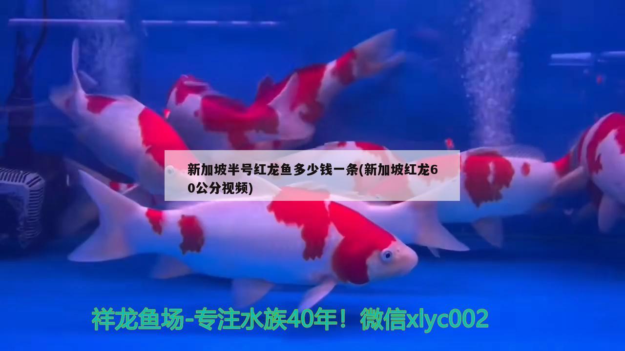 新加坡半号红龙鱼多少钱一条(新加坡红龙60公分视频) 过背金龙鱼