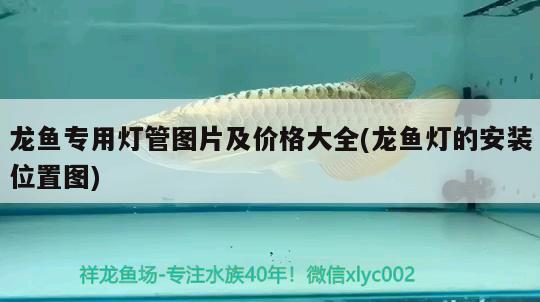 龙鱼专用灯管图片及价格大全(龙鱼灯的安装位置图) 黄金眼镜蛇雷龙鱼