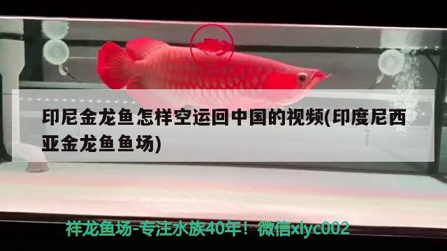 印尼金龙鱼怎样空运回中国的视频(印度尼西亚金龙鱼鱼场)