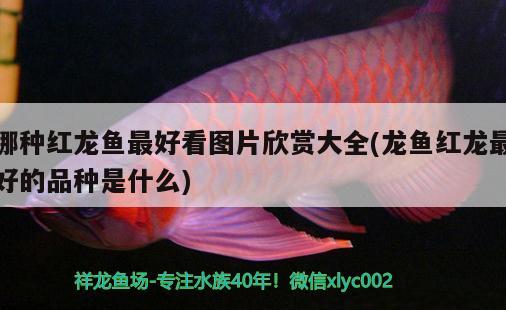 哪种红龙鱼最好看图片欣赏大全(龙鱼红龙最好的品种是什么) 泰国雪鲫鱼
