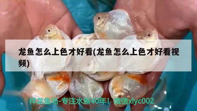 龙鱼怎么上色才好看(龙鱼怎么上色才好看视频) 广州观赏鱼鱼苗批发市场