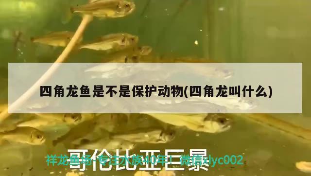 四角龙鱼是不是保护动物(四角龙叫什么) 其他品牌鱼缸