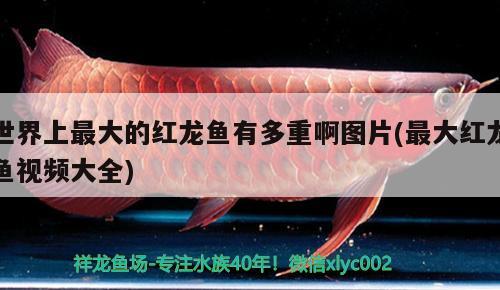 世界上最大的红龙鱼有多重啊图片(最大红龙鱼视频大全)
