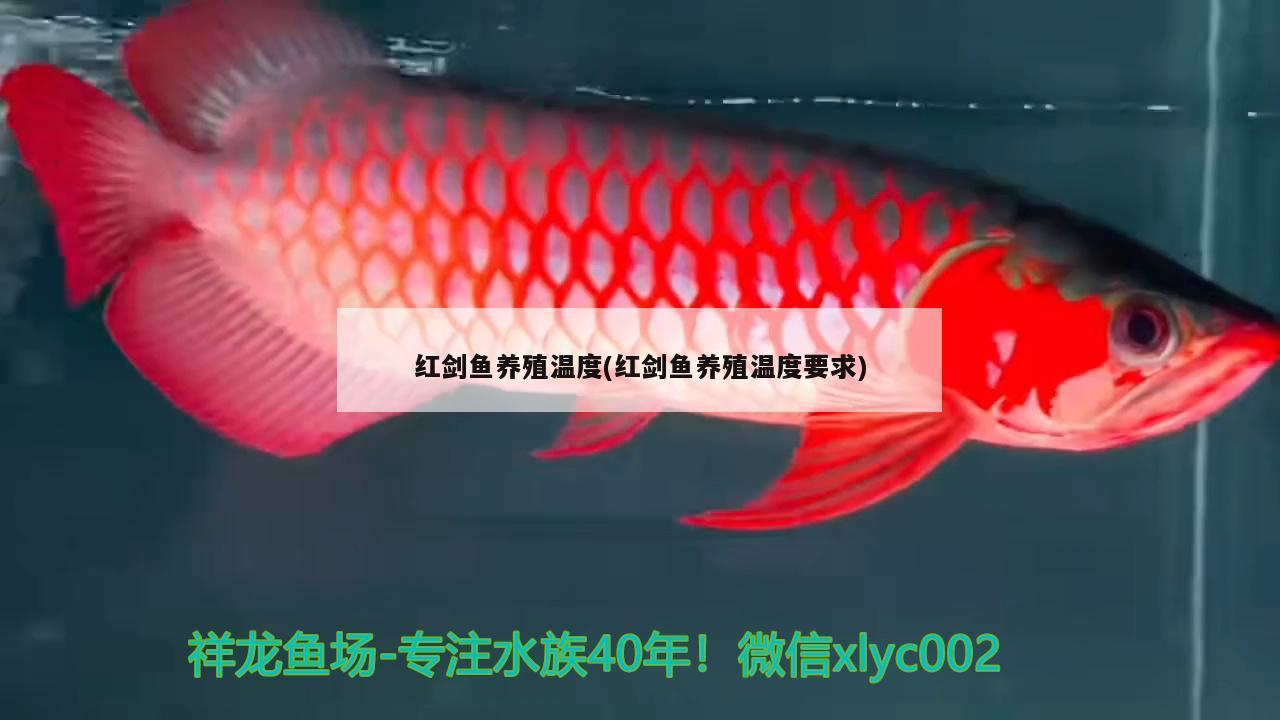 红剑鱼养殖温度(红剑鱼养殖温度要求) 观赏鱼