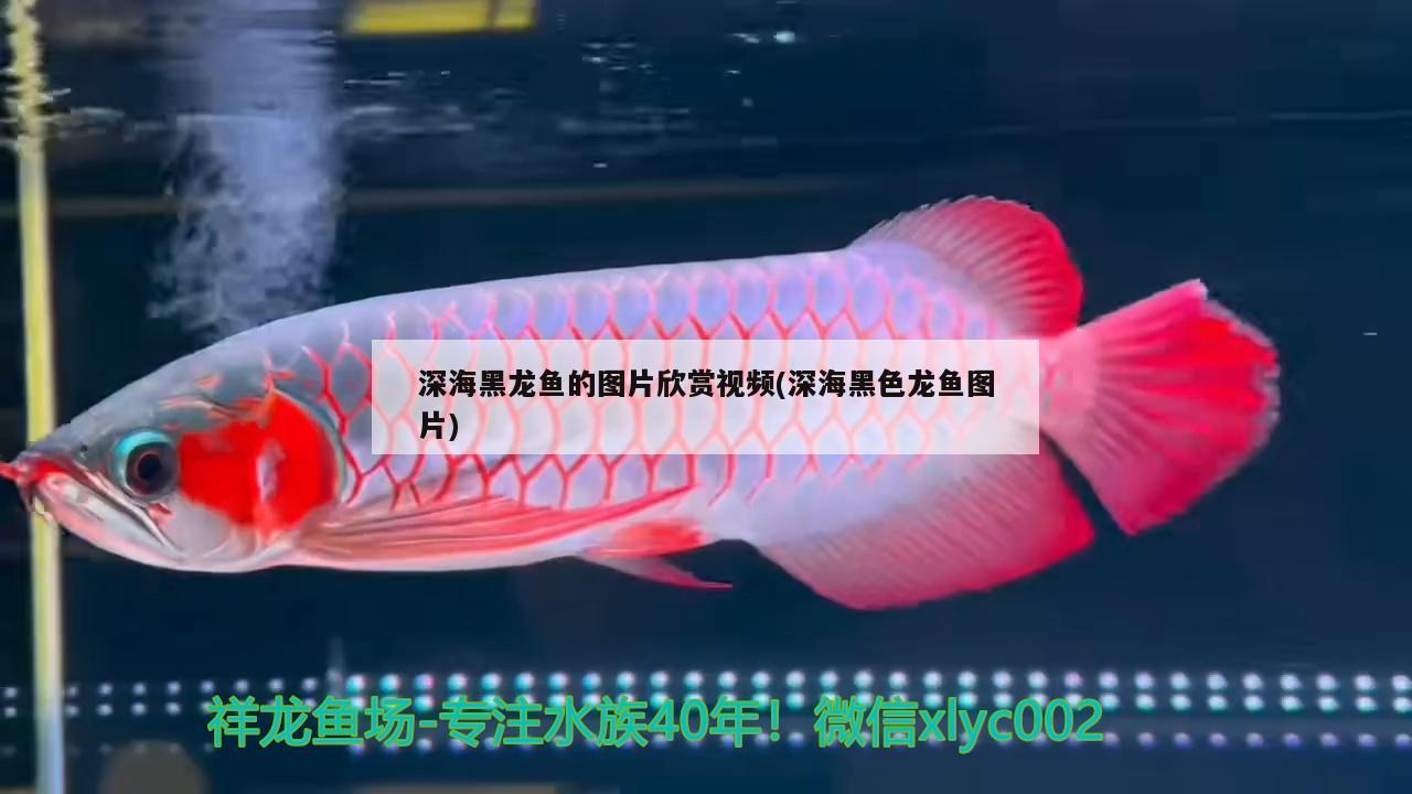 深海黑龙鱼的图片欣赏视频(深海黑色龙鱼图片)
