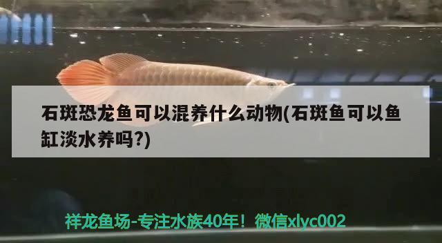 石斑恐龙鱼可以混养什么动物(石斑鱼可以鱼缸淡水养吗?) 熊猫异形鱼L46