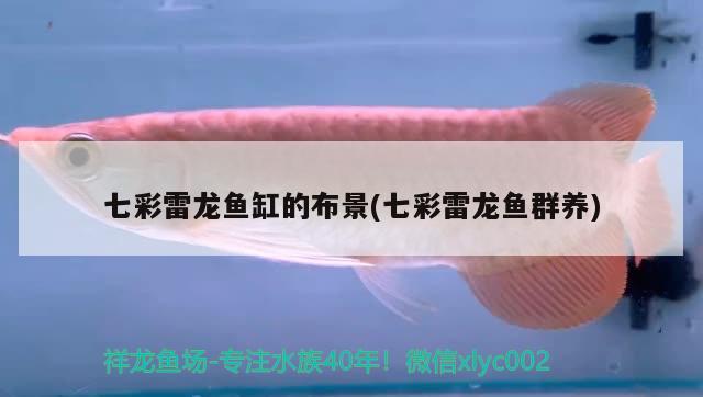 七彩雷龙鱼缸的布景(七彩雷龙鱼群养) 杰西卡恐龙鱼