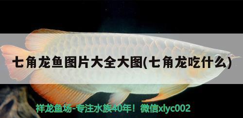 七角龙鱼图片大全大图(七角龙吃什么) 广州观赏鱼批发市场