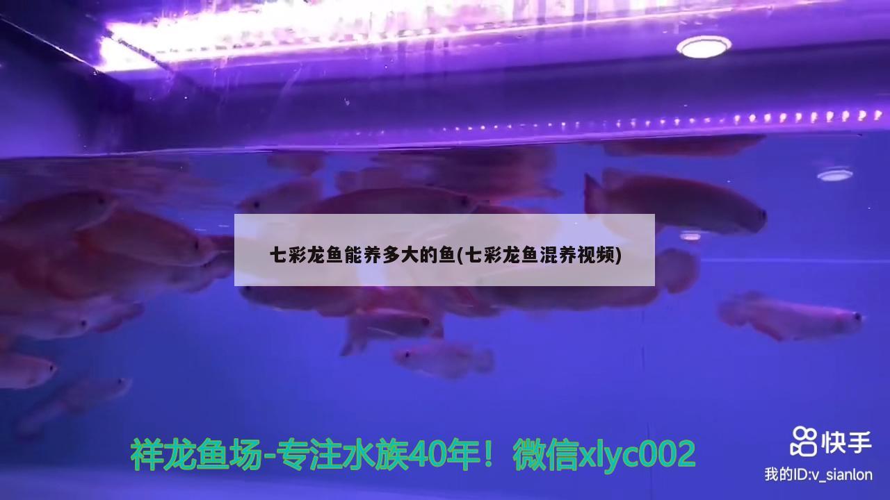 七彩龙鱼能养多大的鱼(七彩龙鱼混养视频)