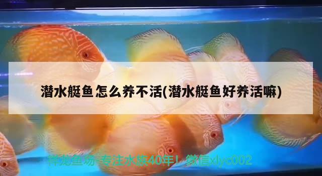 潜水艇鱼怎么养不活(潜水艇鱼好养活嘛) 潜水艇鱼