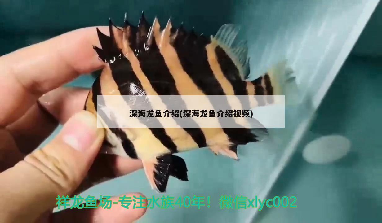 深海龙鱼介绍(深海龙鱼介绍视频)