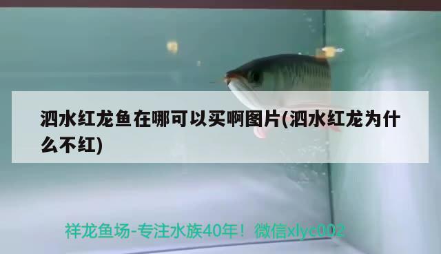 泗水红龙鱼在哪可以买啊图片(泗水红龙为什么不红)