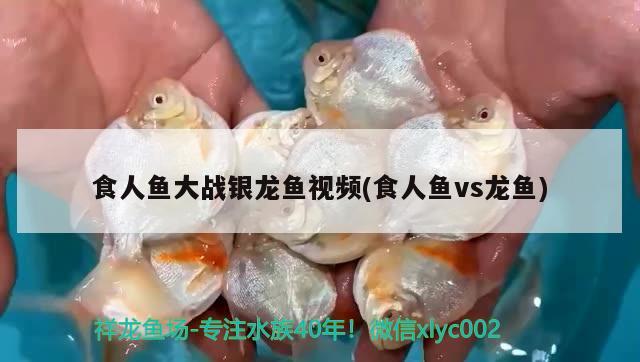 食人鱼大战银龙鱼视频(食人鱼vs龙鱼)