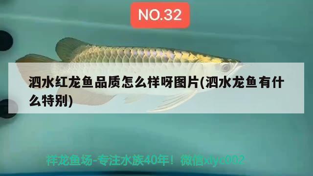 泗水红龙鱼品质怎么样呀图片(泗水龙鱼有什么特别) 泗水龙鱼