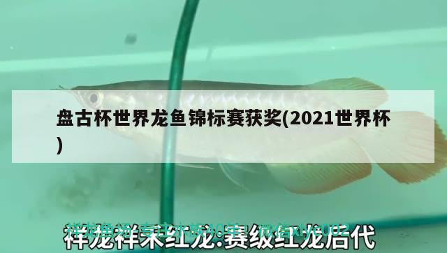 盘古杯世界龙鱼锦标赛获奖(2021世界杯) 萨伊蓝鱼