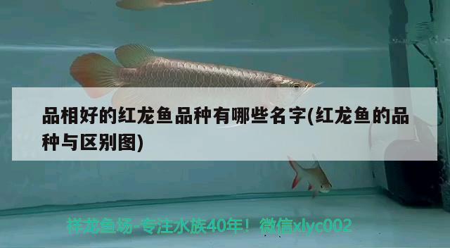 品相好的红龙鱼品种有哪些名字(红龙鱼的品种与区别图) 稀有红龙品种