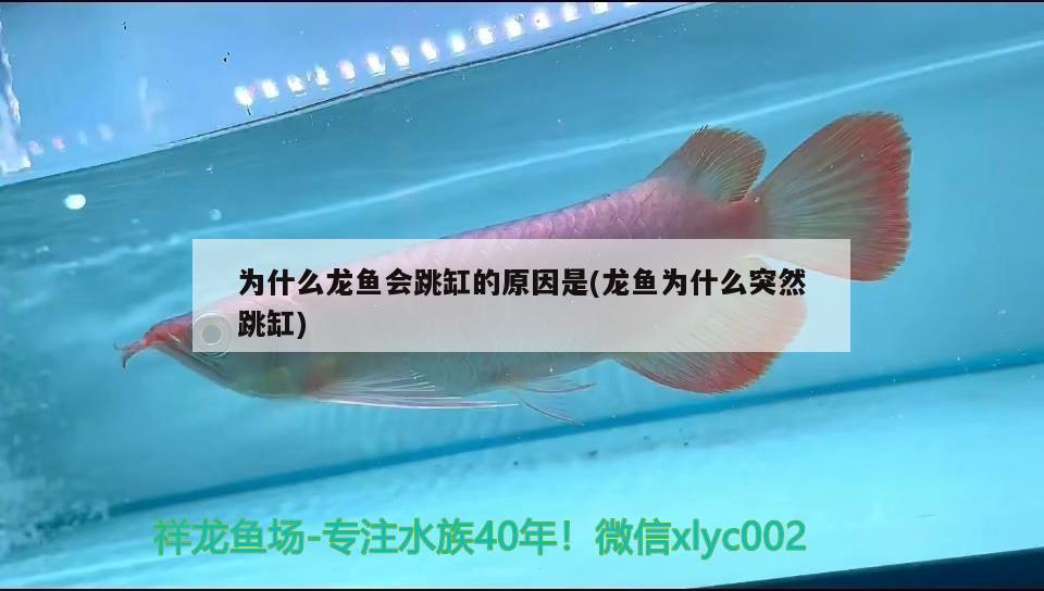 为什么龙鱼会跳缸的原因是(龙鱼为什么突然跳缸) 广州观赏鱼鱼苗批发市场