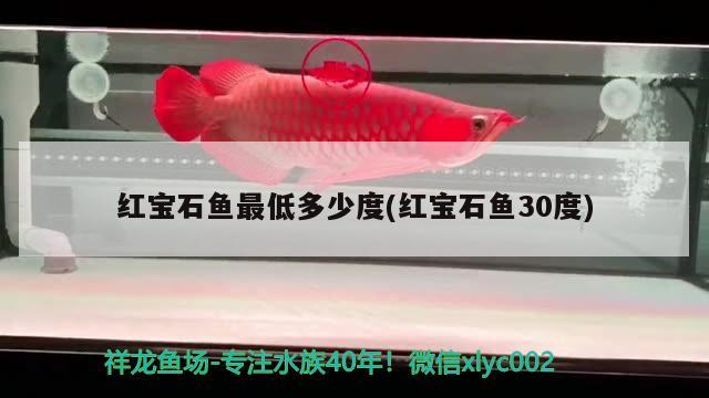 红宝石鱼最低多少度(红宝石鱼30度) 观赏鱼