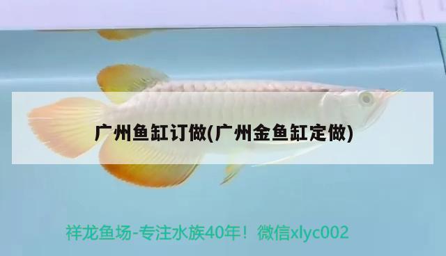 广州鱼缸订做(广州金鱼缸定做) 黄金达摩鱼