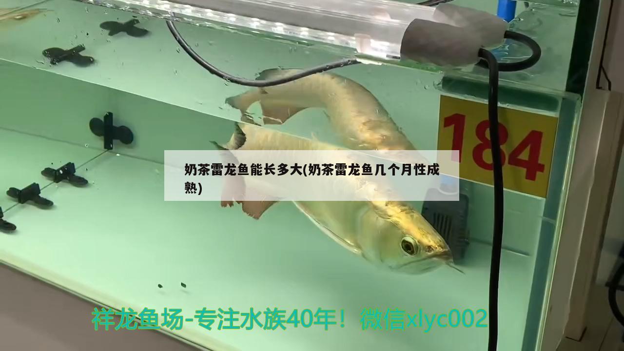 奶茶雷龙鱼能长多大(奶茶雷龙鱼几个月性成熟) 热带鱼鱼苗批发