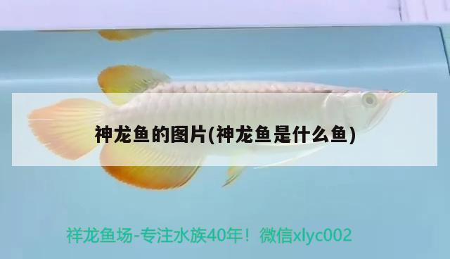 神龙鱼的图片(神龙鱼是什么鱼) 鱼缸水质稳定剂