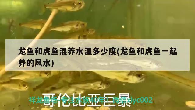 龙鱼和虎鱼混养水温多少度(龙鱼和虎鱼一起养的风水) 鱼缸风水