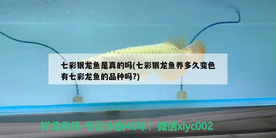 七彩银龙鱼是真的吗(七彩银龙鱼养多久变色有七彩龙鱼的品种吗?)