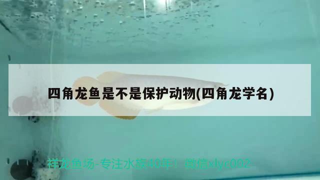 四角龙鱼是不是保护动物(四角龙学名) 鱼缸水质稳定剂 第3张