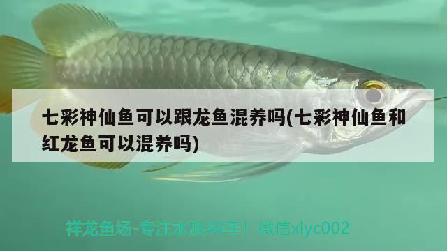 七彩神仙鱼可以跟龙鱼混养吗(七彩神仙鱼和红龙鱼可以混养吗) 七彩神仙鱼