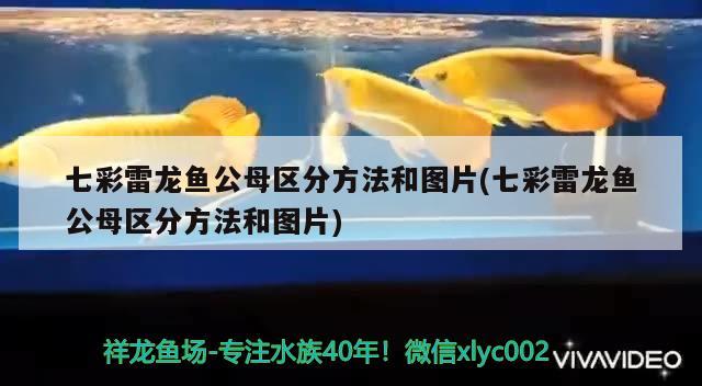 七彩雷龙鱼公母区分方法和图片(七彩雷龙鱼公母区分方法和图片) 大正锦鲤鱼