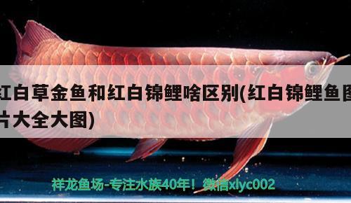 红白草金鱼和红白锦鲤啥区别(红白锦鲤鱼图片大全大图) 红白锦鲤鱼