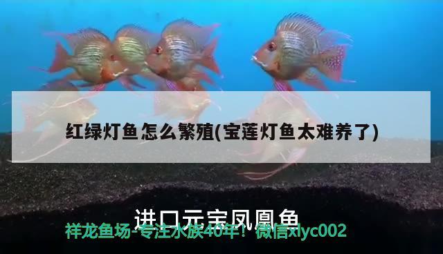 红绿灯鱼怎么繁殖(宝莲灯鱼太难养了) 观赏鱼