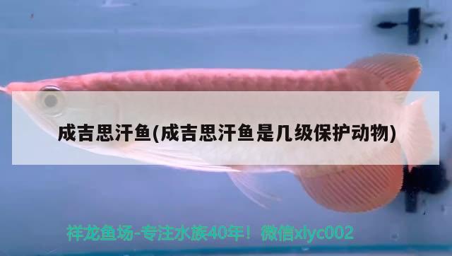 成吉思汗鱼(成吉思汗鱼是几级保护动物) 观赏鱼