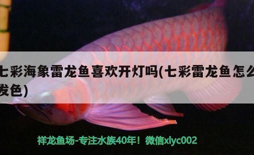 七彩海象雷龙鱼喜欢开灯吗(七彩雷龙鱼怎么发色) 祥龙赫舞红龙鱼