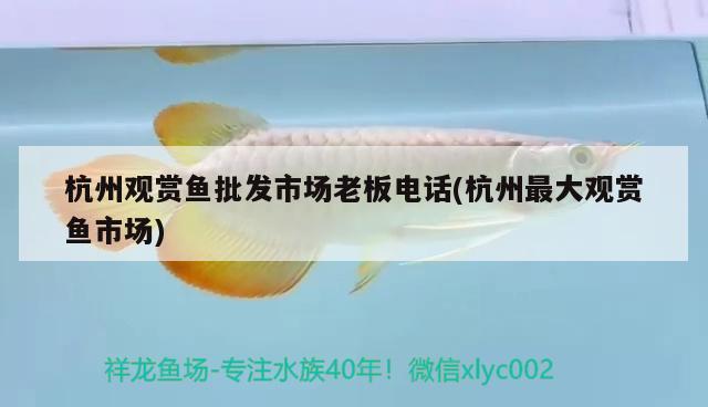 杭州观赏鱼批发市场老板电话(杭州最大观赏鱼市场)
