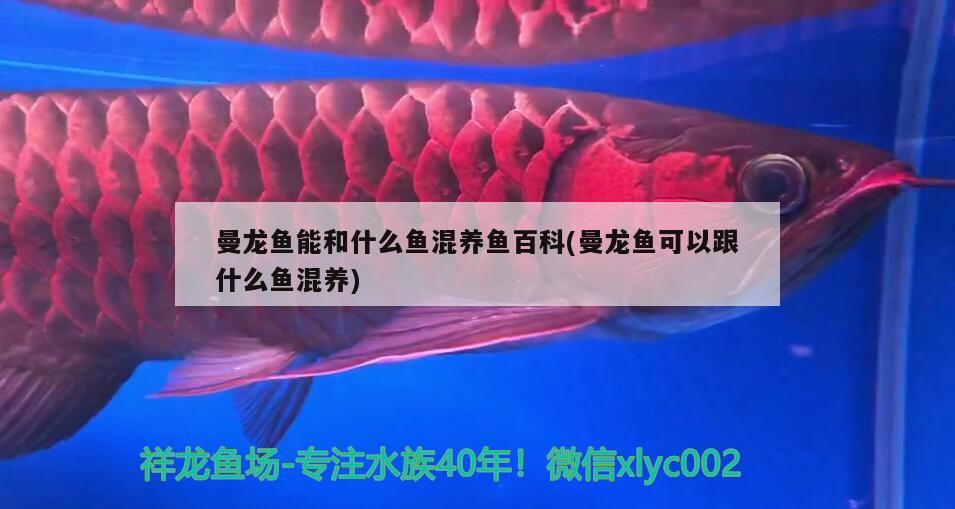 曼龙鱼能和什么鱼混养鱼百科(曼龙鱼可以跟什么鱼混养) 超血红龙鱼