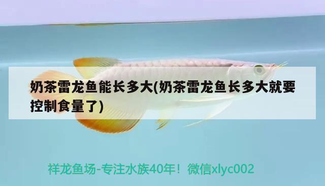 奶茶雷龙鱼能长多大(奶茶雷龙鱼长多大就要控制食量了) 速倍妥鱼粮鱼药