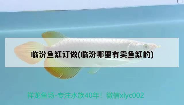 临汾鱼缸订做(临汾哪里有卖鱼缸的) 红龙福龙鱼