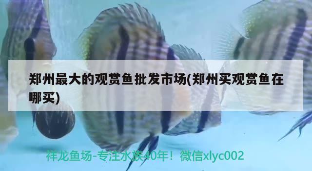 郑州最大的观赏鱼批发市场(郑州买观赏鱼在哪买) 观赏鱼批发