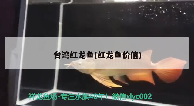 台湾红龙鱼(红龙鱼价值) 金头过背金龙鱼